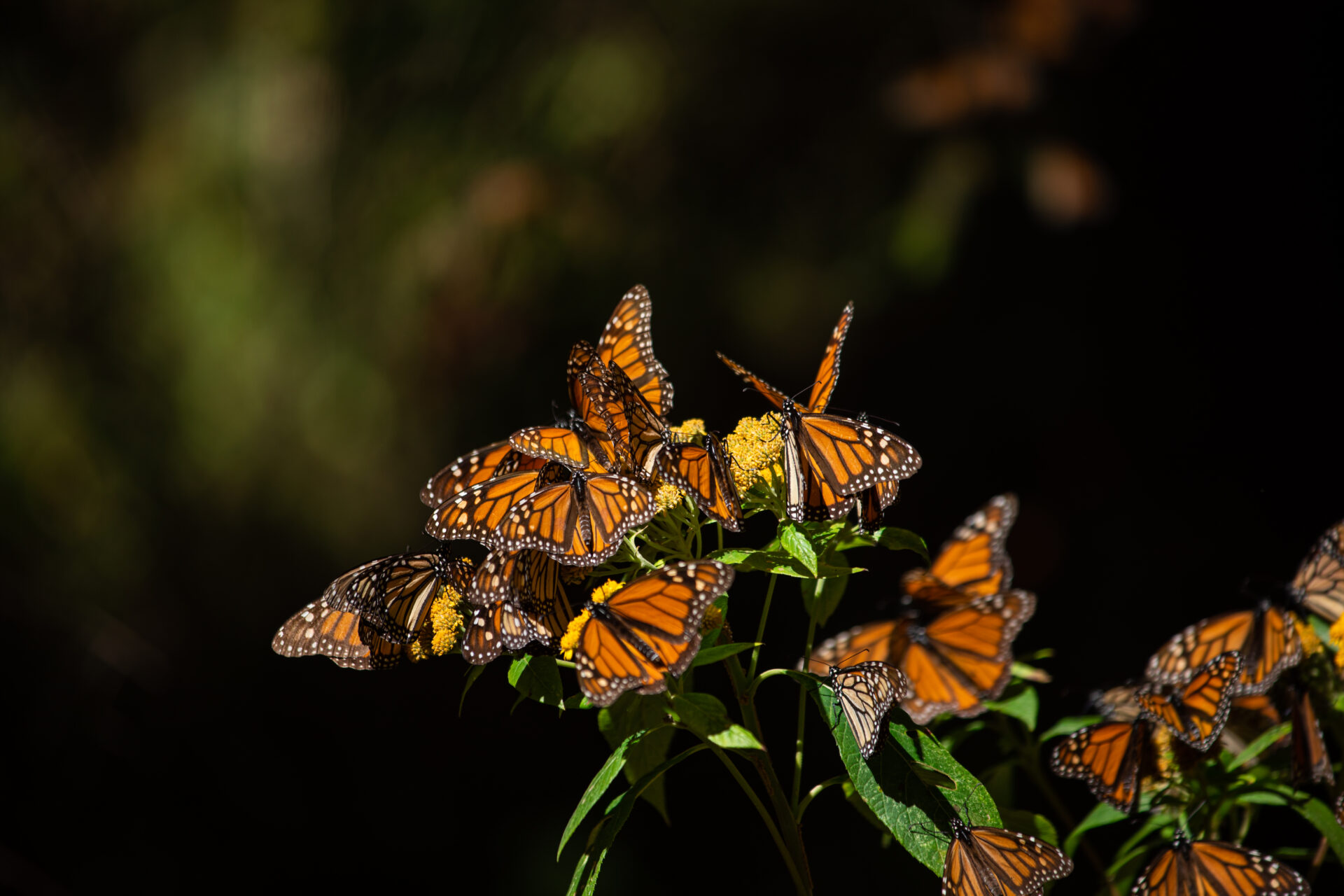 Close up shot of multiple monarch butterflies feeding from clusters of yellow flowers.